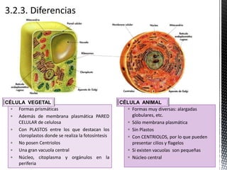  Formas muy diversas: alargadas
globulares, etc.
 Sólo membrana plasmática
 Sin Plastos
 Con CENTRIOLOS, por lo que pueden
presentar cilios y flagelos
 Si existen vacuolas son pequeñas
 Núcleo central
• Formas prismáticas
• Además de membrana plasmática PARED
CELULAR de celulosa
• Con PLASTOS entre los que destacan los
cloroplastos donde se realiza la fotosíntesis
• No posen Centriolos
• Una gran vacuola central
• Núcleo, citoplasma y orgánulos en la
periferia
CÉLULA ANIMALCÉLULA VEGETAL
 
