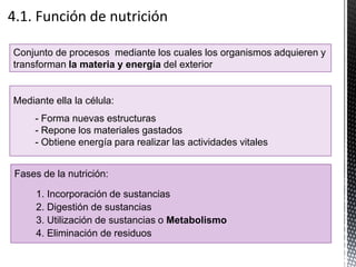 Conjunto de procesos mediante los cuales los organismos adquieren y
transforman la materia y energía del exterior
Fases de la nutrición:
1. Incorporación de sustancias
2. Digestión de sustancias
3. Utilización de sustancias o Metabolismo
4. Eliminación de residuos
Mediante ella la célula:
- Forma nuevas estructuras
- Repone los materiales gastados
- Obtiene energía para realizar las actividades vitales
 