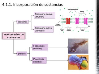 pequeñas
Incorporación de
sustancias
grandes
Fagocitosis
(sólidas)
Pinocitosis
(líquidas)
Transporte activo
(ósmosis)
Transporte pasivo
(difusión)
 