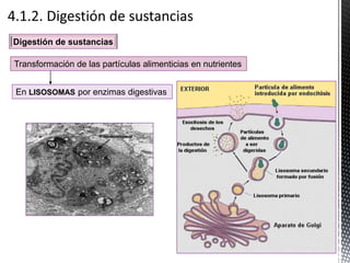 Digestión de sustancias
En LISOSOMAS por enzimas digestivas
Transformación de las partículas alimenticias en nutrientes
 