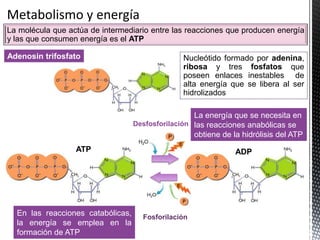 La molécula que actúa de intermediario entre las reacciones que producen energía
y las que consumen energía es el ATP
Adenosin trifosfato Nucleótido formado por adenina,
ribosa y tres fosfatos que
poseen enlaces inestables de
alta energía que se libera al ser
hidrolizados
ATP ADP
Desfosforilación
Fosforilación
En las reacciones catabólicas,
la energía se emplea en la
formación de ATP
La energía que se necesita en
las reacciones anabólicas se
obtiene de la hidrólisis del ATP
 