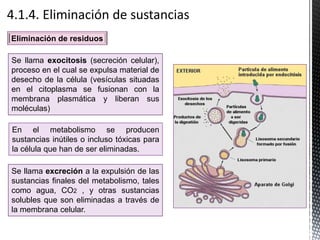 En el metabolismo se producen
sustancias inútiles o incluso tóxicas para
la célula que han de ser eliminadas.
Eliminación de residuos
Se llama excreción a la expulsión de las
sustancias finales del metabolismo, tales
como agua, CO2 , y otras sustancias
solubles que son eliminadas a través de
la membrana celular.
Se llama exocitosis (secreción celular),
proceso en el cual se expulsa material de
desecho de la célula (vesículas situadas
en el citoplasma se fusionan con la
membrana plasmática y liberan sus
moléculas)
 