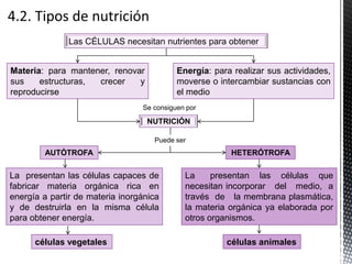 AUTÓTROFA HETERÓTROFA
La presentan las células capaces de
fabricar materia orgánica rica en
energía a partir de materia inorgánica
y de destruirla en la misma célula
para obtener energía.
células vegetales
La presentan las células que
necesitan incorporar del medio, a
través de la membrana plasmática,
la materia orgánica ya elaborada por
otros organismos.
células animales
Las CÉLULAS necesitan nutrientes para obtener
Materia: para mantener, renovar
sus estructuras, crecer y
reproducirse
Energía: para realizar sus actividades,
moverse o intercambiar sustancias con
el medio
Se consiguen por
NUTRICIÓN
Puede ser
 