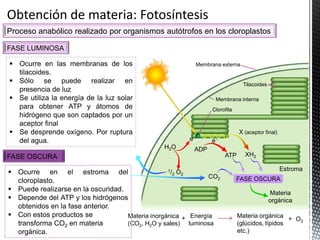 Materia inorgánica
(CO2, H2O y sales)
FASE LUMINOSA
FASE OSCURA
 Ocurre en las membranas de los
tilacoides.
 Sólo se puede realizar en
presencia de luz
 Se utiliza la energía de la luz solar
para obtener ATP y átomos de
hidrógeno que son captados por un
aceptor final
 Se desprende oxígeno. Por ruptura
del agua.
 Ocurre en el estroma del
cloroplasto.
 Puede realizarse en la oscuridad.
 Depende del ATP y los hidrógenos
obtenidos en la fase anterior.
 Con estos productos se
transforma CO2 en materia
orgánica.
Proceso anabólico realizado por organismos autótrofos en los cloroplastos
Membrana externa
Tilacoides
Membrana interna
XH2
e -
H2O
1/2 O2
CO2 FASE OSCURA
Estroma
Materia
orgánica
Energía
luminosa
+ O2+Materia orgánica
(glúcidos, lípidos
etc.)
ADP
ATP
e -
Clorofila
X (aceptor final)
 