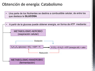 6 CO2 + 6 H2O + ATP (energía útil) + calorC6H12O6 (glucosa) + 6O2 + ADP + Pi
Reducción
Oxidación
 