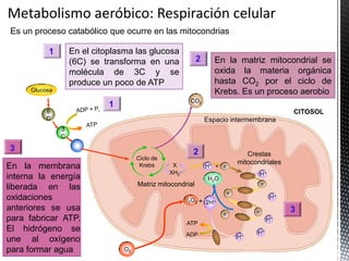 Es un proceso catabólico que ocurre en las mitocondrias
En la membrana
interna la energía
liberada en las
oxidaciones
anteriores se usa
para fabricar ATP.
El hidrógeno se
une al oxígeno
para formar agua
Espacio intermembrana
Crestas
mitocondriales
Matriz mitocondrial
Ciclo de
Krebs
Glucosa
6
C
3
C
XH2
X
H2O
e-
H+
H+ e-+
ATP
ADP
H+
H+
H+
H+
+ 2H+
1/2O2
O2
CITOSOL
1 CO2
2
3
En el citoplasma las glucosa
(6C) se transforma en una
molécula de 3C y se
produce un poco de ATP
En la matriz mitocondrial se
oxida la materia orgánica
hasta CO2 por el ciclo de
Krebs. Es un proceso aerobio
1
2
3
 
