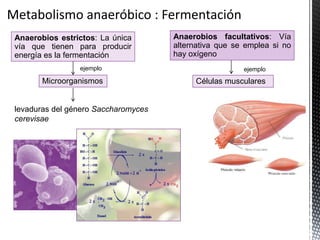 Anaerobios estrictos: La única
vía que tienen para producir
energía es la fermentación
Anaerobios facultativos: Vía
alternativa que se emplea si no
hay oxígeno
Microorganismos Células musculares
levaduras del género Saccharomyces
cerevisae
ejemplo ejemplo
 