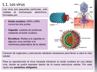 Los virus son pequeñas partículas, solo
visibles al microscopio electrónico,
formadas por:
Carecen de orgánulos y estructuras celulares necesarios para llevar a cabo la vida
celular.
Para su reproducción el virus necesita introducir su ácido nucleico en una célula
viva, donde se podrá expresar dentro de la nueva estructura celular. Por esta
razón son parásitos obligados.
• Ácido nucleico: ADN o ARN,
nunca los dos juntos.
• Cápsida: cubierta de proteínas
rodeando al ácido nucleico.
• Envoltura: Rodea a la cápsida en
algunos virus (similar a la
membrana plasmática de la célula)
 