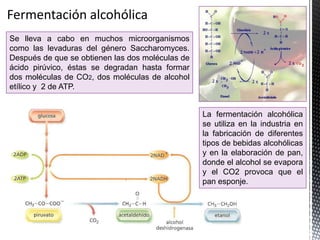 Se lleva a cabo en muchos microorganismos
como las levaduras del género Saccharomyces.
Después de que se obtienen las dos moléculas de
ácido pirúvico, éstas se degradan hasta formar
dos moléculas de CO2, dos moléculas de alcohol
etílico y 2 de ATP.
La fermentación alcohólica
se utiliza en la industria en
la fabricación de diferentes
tipos de bebidas alcohólicas
y en la elaboración de pan,
donde el alcohol se evapora
y el CO2 provoca que el
pan esponje.
 