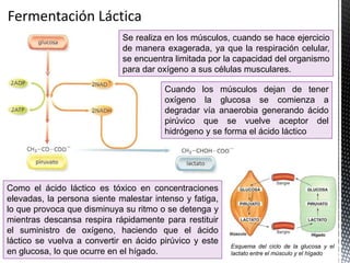 Como el ácido láctico es tóxico en concentraciones
elevadas, la persona siente malestar intenso y fatiga,
lo que provoca que disminuya su ritmo o se detenga y
mientras descansa respira rápidamente para restituir
el suministro de oxígeno, haciendo que el ácido
láctico se vuelva a convertir en ácido pirúvico y este
en glucosa, lo que ocurre en el hígado.
Esquema del ciclo de la glucosa y el
lactato entre el músculo y el hígado
Se realiza en los músculos, cuando se hace ejercicio
de manera exagerada, ya que la respiración celular,
se encuentra limitada por la capacidad del organismo
para dar oxígeno a sus células musculares.
Cuando los músculos dejan de tener
oxígeno la glucosa se comienza a
degradar vía anaerobia generando ácido
pirúvico que se vuelve aceptor del
hidrógeno y se forma el ácido láctico
 