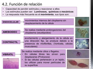 • Capacidad de percibir estímulos y reaccionar a ellos
• Los estímulos pueden ser: Luminosos, químicos o mecánicos
• La respuesta más frecuente es el movimiento, sus tipos son:
ENDOCELULAR
movimientos internos del citoplasma sin
desplazamiento de la célula
AMEBOIDEO
Se realiza mediante prolongaciones del
citoplasma (seudópodos)
CONTRÁCTIL
acortamiento y alargamiento de la célula en
una dirección fija, se produce debido a la
presencia de miofibrillas, (Vorticela, células
musculares)
Se realiza mediante cilios o flagelos.
• En células libres les sirven para
desplazarse (Protozoos)
• Si las células pertenecen a un tejido,
los utilizan para mover partículas de
su superficie
VIBRATIL
 