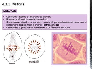 METAFASE
• Centríolos situados en los polos de la célula
• Huso acromático totalmente desarrollado
• Cromosomas situados en un plano ecuatorial, perpendiculares al huso, con el
centrómero dirigido hacia el interior (estrella madre)
• Cromátidas sujetas por su centrómero a un filamento del huso
 