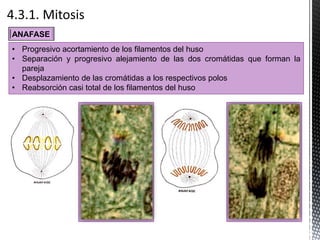 ANAFASE
• Progresivo acortamiento de los filamentos del huso
• Separación y progresivo alejamiento de las dos cromátidas que forman la
pareja
• Desplazamiento de las cromátidas a los respectivos polos
• Reabsorción casi total de los filamentos del huso
 