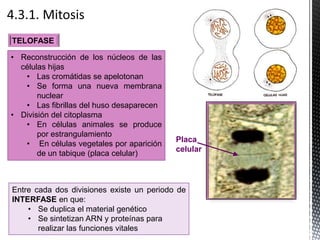 TELOFASE
• Reconstrucción de los núcleos de las
células hijas
• Las cromátidas se apelotonan
• Se forma una nueva membrana
nuclear
• Las fibrillas del huso desaparecen
• División del citoplasma
• En células animales se produce
por estrangulamiento
• En células vegetales por aparición
de un tabique (placa celular)
Entre cada dos divisiones existe un periodo de
INTERFASE en que:
• Se duplica el material genético
• Se sintetizan ARN y proteínas para
realizar las funciones vitales
Placa
celular
 