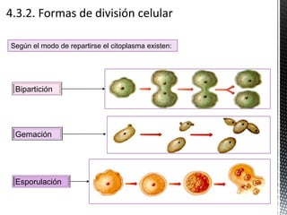 Bipartición
Gemación
Esporulación
Según el modo de repartirse el citoplasma existen:
 