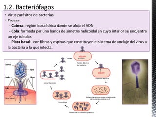 Virus parásitos de bacterias
 Poseen:
- Cabeza: región icosaédrica donde se aloja el ADN
- Cola: formada por una banda de simetría helicoidal en cuyo interior se encuentra
un eje tubular.
- Placa basal: con fibras y espinas que constituyen el sistema de anclaje del virus a
la bacteria a la que infecta.
 