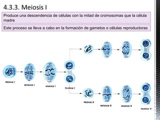 Produce una descendencia de células con la mitad de cromosomas que la célula
madre
Este proceso se lleva a cabo en la formación de gametos o células reproductoras
 