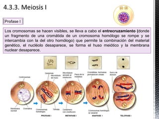 Los cromosomas se hacen visibles, se lleva a cabo el entrecruzamiento (donde
un fragmento de una cromátida de un cromosoma homólogo se rompe y se
intercambia con la del otro homólogo) que permite la combinación del material
genético, el nucléolo desaparece, se forma el huso meiótico y la membrana
nuclear desaparece.
Profase I
 