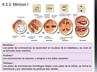 Metafase I
Los pares de cromosomas se acomodan en la placa de la metafase y se unen al
ya formado huso meiótico.
Anafase I
Los cromosomas se separan y emigran a los polos opuestos.
Telofase I
Los pares de cromosomas homólogos llegan a los polos de la célula, se forma la
membrana y por citocinesis se produce dos células.
 