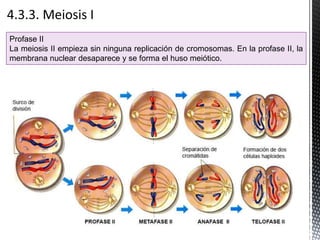 Profase II
La meiosis II empieza sin ninguna replicación de cromosomas. En la profase II, la
membrana nuclear desaparece y se forma el huso meiótico.
 