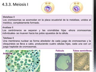 Metafase II
Los cromosomas se acomodan en la placa ecuatorial de la metafase, unidos al
meiótico, completamente formado.
Anafase II
Los centrómeros se separan y las cromátidas hijas -ahora cromosomas
individuales- se mueven hacia los polos opuestos de la célula.
Telofase II
Una membrana nuclear se forma alrededor de cada juego de cromosomas y la
citoquinésis se lleva a cabo, produciendo cuatro células hijas, cada una con un
juego haploide de cromosomas.
Anteridio
Folículo Tubos seminíferos
 