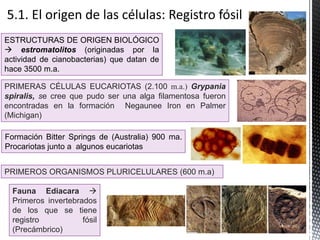 Fauna Ediacara 
Primeros invertebrados
de los que se tiene
registro fósil
(Precámbrico)
PRIMERAS CÉLULAS EUCARIOTAS (2.100 m.a.) Grypania
spiralis, se cree que pudo ser una alga filamentosa fueron
encontradas en la formación Negaunee Iron en Palmer
(Michigan)
PRIMEROS ORGANISMOS PLURICELULARES (600 m.a)
ESTRUCTURAS DE ORIGEN BIOLÓGICO
 estromatolitos (originadas por la
actividad de cianobacterias) que datan de
hace 3500 m.a.
Formación Bitter Springs de (Australia) 900 ma.
Procariotas junto a algunos eucariotas
 