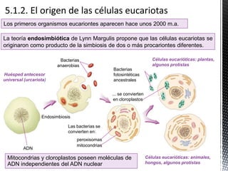 Huésped antecesor
universal (urcariota)
Células eucarióticas: plantas,
algunos protistas
Células eucarióticas: animales,
hongos, algunos protistas
Las bacterias se
convierten en:
Endosimbiosis
ADN
Bacterias
fotosintéticas
ancestrales
Bacterias
anaerobias
peroxisomas
mitocondrias
... se convierten
en cloroplastos
La teoría endosimbiótica de Lynn Margulis propone que las células eucariotas se
originaron como producto de la simbiosis de dos o más procariontes diferentes.
Mitocondrias y cloroplastos poseen moléculas de
ADN independientes del ADN nuclear
Los primeros organismos eucariontes aparecen hace unos 2000 m.a.
 