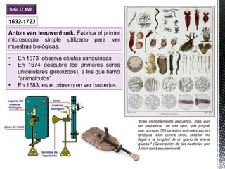 SIGLO XVII
1632-1723
Anton van leeuwenhoek. Fabrica el primer
microscopio simple utilizado para ver
muestras biológicas.
• En 1673 observa células sanguíneas
• En 1674 descubre los primeros seres
unicelulares (protozoos), a los que llamó
"animálculos"
• En 1683, es el primero en ver bacterias
“Eran increíblemente pequeños, más aún
tan pequeños en mis ojos, que juzgué
que, aunque 100 de estos animales yacían
tendidos unos contra otros, podrían no
llegar a la longitud de un grano de arena
gruesa." (Descripción de las bacterias por
Anton van Leeuwenhoek)
 