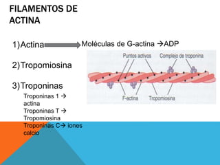 Tema 6 contracción del musculo esqueletico | PPTX