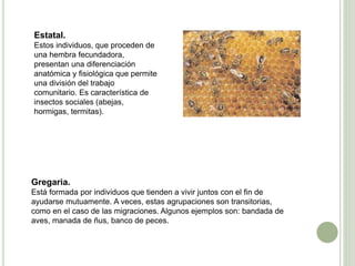 Gregaria.
Está formada por individuos que tienden a vivir juntos con el fin de
ayudarse mutuamente. A veces, estas agrupaciones son transitorias,
como en el caso de las migraciones. Algunos ejemplos son: bandada de
aves, manada de ñus, banco de peces.
Estatal.
Estos individuos, que proceden de
una hembra fecundadora,
presentan una diferenciación
anatómica y fisiológica que permite
una división del trabajo
comunitario. Es característica de
insectos sociales (abejas,
hormigas, termitas).
 