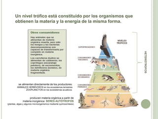 Un nivel trófico está constituido por los organismos que
obtienen la materia y la energía de la misma forma.
producen materia orgánica a partir de
materia inorgánica: SERES AUTÓTROFOS
(plantas, algas y algunos microorganismos mediante quimiosíntesis)
se alimentan directamente de los productores:
ANIMALES HERBÍVOROS en los ecosistemas terrestres
ZOOPLANCTON en los ecosistemas acuáticos.
HETERÓTROFOS
 
