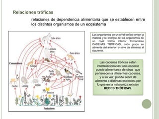 Relaciones tróficas
relaciones de dependencia alimentaria que se establecen entre
los distintos organismos de un ecosistema
Los organismos de un nivel trófico toman la
materia y la energía de los organismos de
un nivel trófico inferior formándose
CADENAS TRÓFICAS, cada grupo se
alimenta del anterior y sirve de alimento al
siguiente.
Las cadenas tróficas están
interrelacionadas: una especie
puede alimentarse de otras que
pertenecen a diferentes cadenas,
y a su vez, puede servir de
alimento a distintas especies, por
lo que en la naturaleza existen
REDES TRÓFICAS.
 