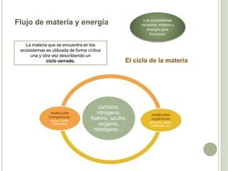 Flujo de materia y energía
El ciclo de la materia
Los ecosistemas
necesitan materia y
energía para
funcionar.
La materia que se encuentra en los
ecosistemas es utilizada de forma cíclica
una y otra vez describiendo un
ciclo cerrado.
carbono,
nitrógeno,
fósforo, azufre,
oxígeno,
hidrógeno…
moléculas
inorgánicas:
agua y sales
minerales
moléculas
orgánicas:
glúcidos, lípidos,
proteínas, etc:
 