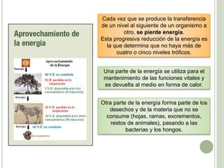 Otra parte de la energía forma parte de los
desechos y de la materia que no se
consume (hojas, ramas, excrementos,
restos de animales), pasando a las
bacterias y los hongos.
Cada vez que se produce la transferencia
de un nivel al siguiente de un organismo a
otro, se pierde energía.
Esta progresiva reducción de la energía es
la que determina que no haya más de
cuatro o cinco niveles tróficos.
Una parte de la energía se utiliza para el
mantenimiento de las funciones vitales y
es devuelta al medio en forma de calor.
 