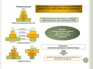 Las pirámides ecológicas son una representación
gráfica de los niveles tróficos de un ecosistema.
Cada nivel trófico se representa por un rectángulo
proporcional al valor de la característica medida.
Biomasa:
cantidad de materia orgánica
de cualquier nivel
trófico o de cualquier
ecosistema.
Producción:
aumento de biomasa por unidad de tiempo
cantidad de materia orgánica que cada nivel trófico pone a
disposición del nivel siguiente
 