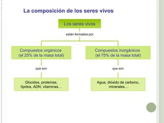 U
N
I
D
A
D
La composición de los seres vivos
Los seres vivos
están formados por
que son
Compuestos inorgánicos
(el 75% de la masa total)
Agua, dióxido de carbono,
minerales…
Compuestos orgánicos
(el 25% de la masa total)
que son
Glúcidos, proteínas,
lípidos, ADN, vitaminas…
 