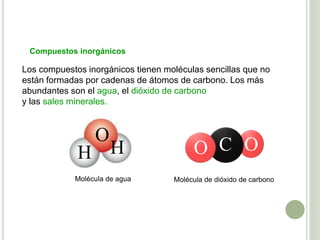 Compuestos inorgánicos
Los compuestos inorgánicos tienen moléculas sencillas que no
están formadas por cadenas de átomos de carbono. Los más
abundantes son el agua, el dióxido de carbono
y las sales minerales.
Molécula de agua Molécula de dióxido de carbono
O OCO
H H
 