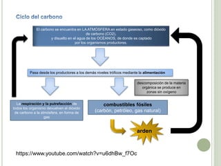 El carbono se encuentra en LA ATMÓSFERA en estado gaseoso, como dióxido
de carbono (CO2),
y disuelto en el agua de los OCÉANOS, de donde es captado
por los organismos productores.
https://www.youtube.com/watch?v=u6dhBw_f7Oc
Pasa desde los productores a los demás niveles tróficos mediante la alimentación
La respiración y la putrefacción de
todos los organismo devuelven el dióxido
de carbono a la atmósfera, en forma de
gas
descomposición de la materia
orgánica se produce en
zonas sin oxígeno
combustibles fósiles
(carbón, petróleo, gas natural)
arden
 