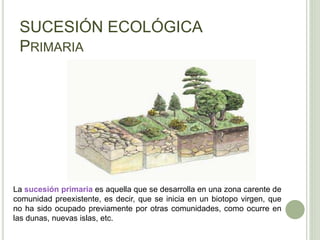 SUCESIÓN ECOLÓGICA
PRIMARIA
La sucesión primaria es aquella que se desarrolla en una zona carente de
comunidad preexistente, es decir, que se inicia en un biotopo virgen, que
no ha sido ocupado previamente por otras comunidades, como ocurre en
las dunas, nuevas islas, etc.
 