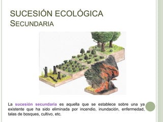 SUCESIÓN ECOLÓGICA
SECUNDARIA
La sucesión secundaria es aquella que se establece sobre una ya
existente que ha sido eliminada por incendio, inundación, enfermedad,
talas de bosques, cultivo, etc.
 