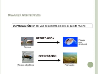 RELACIONES INTERESPECÍFICAS
Pulga de
agua
(crustaceo)
Flamenco
DEPREDACIÓN
DEPREDACIÓN
Malvasía cabeciblanca Potamogeton
DEPREDACIÓN: un ser vivo se alimenta de otro, al que da muerte
 