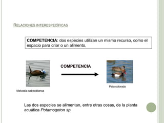 RELACIONES INTERESPECÍFICAS
COMPETENCIA
Malvasía cabeciblanca
Pato colorado
COMPETENCIA: dos especies utilizan un mismo recurso, como el
espacio para criar o un alimento.
Las dos especies se alimentan, entre otras cosas, de la planta
acuática Potamogeton sp.
 