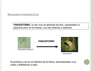 RELACIONES INTERESPECÍFICAS
Entamoeba (protozoo)
PARASITISMO
Rana común
PARASITISMO: un ser vivo se alimenta de otro, causandole un
perjuicio pero no la muerte. Los hay internos y externos.
El protozoo vive en el intestino de la Rana, alimentándose a su
costa y debilitando a esta.
 
