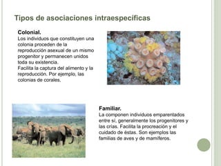 Tipos de asociaciones intraespecíficas
Familiar.
La componen individuos emparentados
entre sí, generalmente los progenitores y
las crías. Facilita la procreación y el
cuidado de éstas. Son ejemplos las
familias de aves y de mamíferos.
Colonial.
Los individuos que constituyen una
colonia proceden de la
reproducción asexual de un mismo
progenitor y permanecen unidos
toda su existencia.
Facilita la captura del alimento y la
reproducción. Por ejemplo, las
colonias de corales.
 