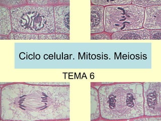Ciclo celular. Mitosis. Meiosis
          TEMA 6
 