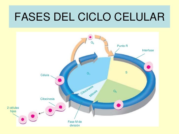 Tema 6 el ciclo celular. mitosis y meiosis