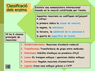Classificació            Existeix una nomenclatura internacional
dels enzims              basada en la reacció catalitzada per l’enzim.

                          Aquestes reaccions es codifiquen mitjançant
                          4 xifres:
                          la primera indica la classe de reacció;
                          la segona, la subclasse;
                          la tercera, la subdivisió de la subclasse i
Hi ha 6 classes
principals de             la quarta és específica de l’enzim
reaccions:
            1. Oxidorreductases: Reaccions d’oxidació-reducció
            2. Transferases Transferència de grups entre molècules
            3. Hidrolases Hidròlisi d’enllaços en presència d’H2O
            4. Liases Es trenquen enllaços i apareixen dobles enllaços
            5. Isomerases Regulen reaccions d’isomerització
            6. Ligases Creen nous enllaços gràcies a l’ATP
 