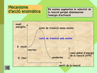 Mecanisme                           Els enzims augmenten la velocitat de
d’acció enzimàtica                  la reacció perquè disminueixen
                                    l’energia d’activació


    nivell
    energètic                estat de transició sense enzims



                             estat de transició amb enzims


     E. inicial
                  reactius
                                                        canvi global d'energia
                                                        de la reacció (ATP)
      E. final                           productes


                                              sentit de la reacció
 