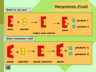 Mecanismes d’unió
Model de clau-pany




Model d’acoblament induït
 