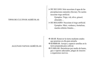 TIPOS DE CULTIVOS AGRÍCOLAS

ALGUNAS FAENAS AGRÍCOLAS

 DE SECANO: Solo necesitan el agua de las
precipitaciones naturales (lluvias). No suelen
necesitar riego artificial.
Ejemplos: Trigo, vid, olivo, girasol,
almendro…
 DE REGADÍO: Necesitan el riego artificial.
Ejemplos: Maíz, verduras y hortalizas,
muchos árboles frutales…

ARAR: Remover la tierra mediante arados
que penetran en ella para airearla.
SEMBRAR: Arrojar y esparcir semillas en la
tierra preparada para cultivar.
FUMIGAR: Desinfectar por medio de humo,
gas o vapores adecuados, plagas de insectos
u organismos nocivos.

 